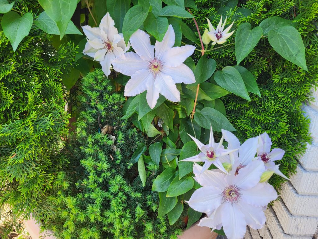 Clematis