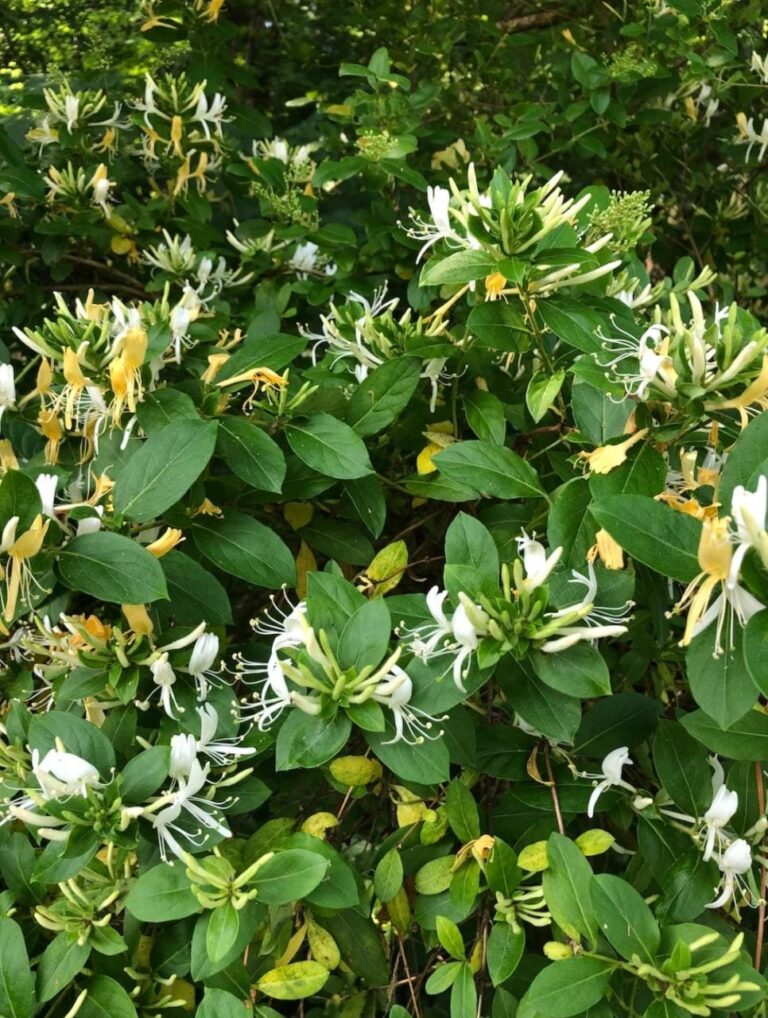 Honeysuckles In My Garden