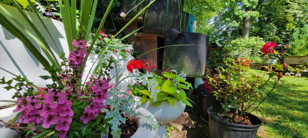 seasonal flowers