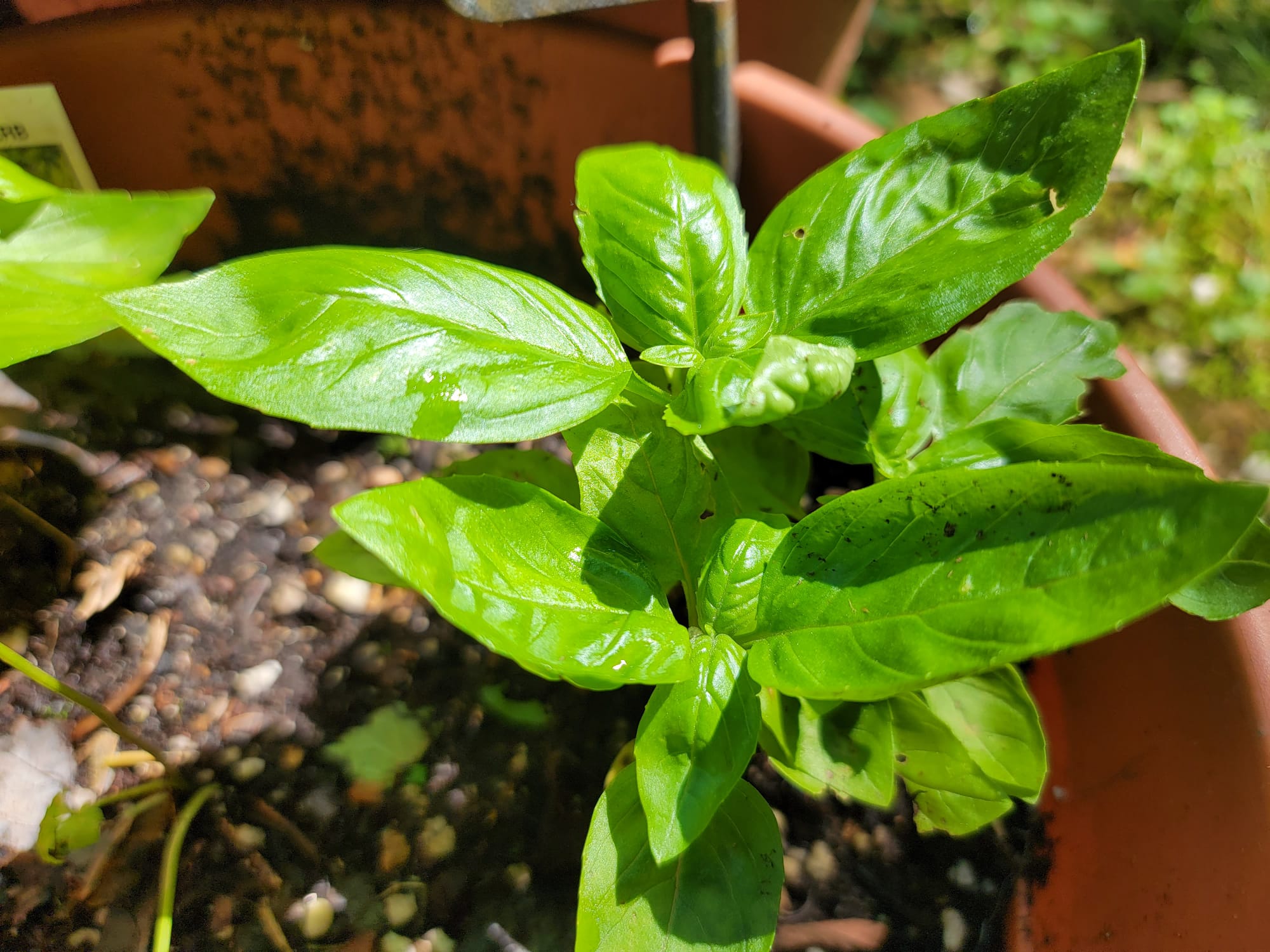 sweet basil
