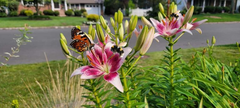 Pollinators: Nature’s Unsung Heroes