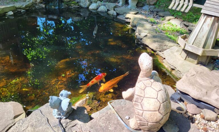 backyard pond