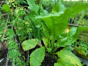 horseradish