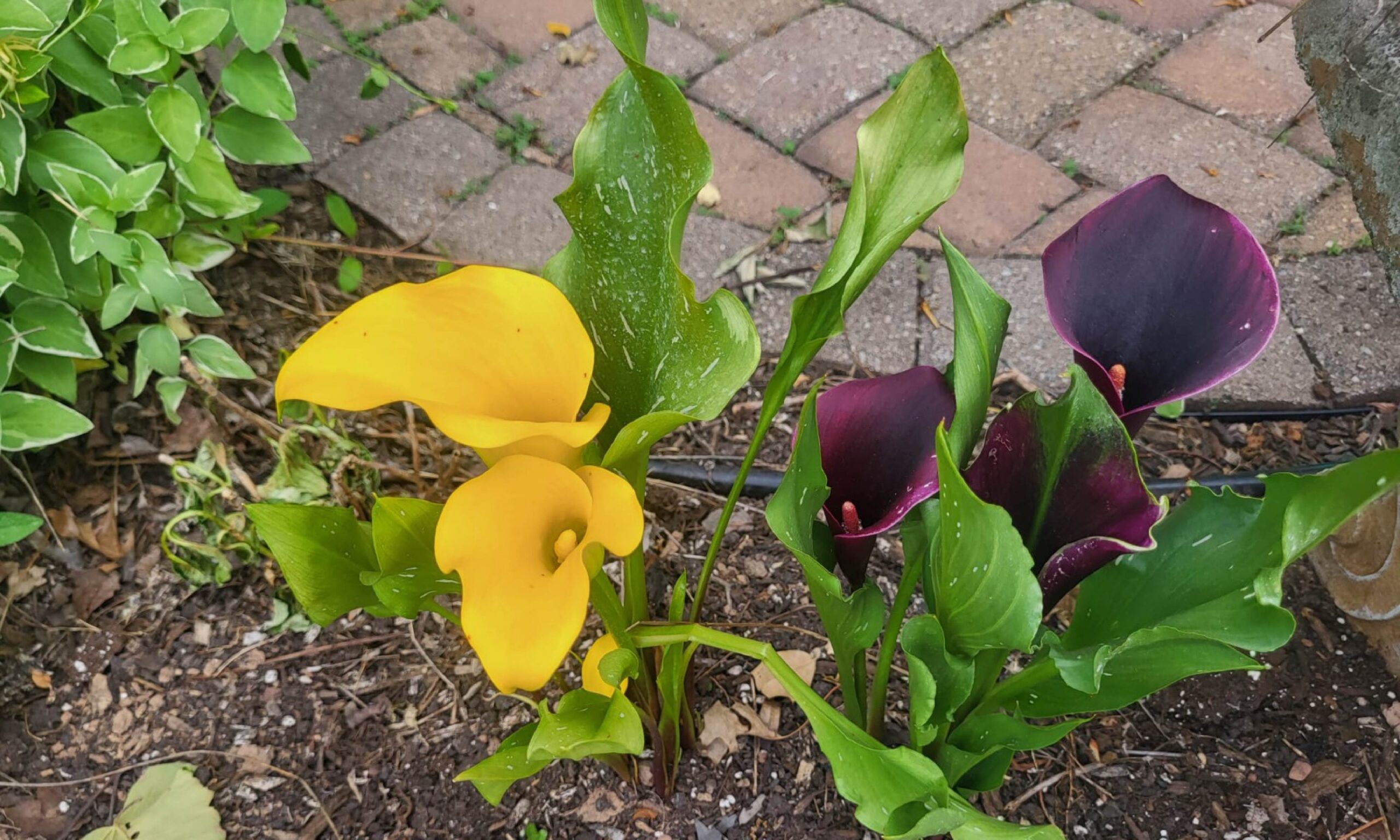 summer garden upkeep