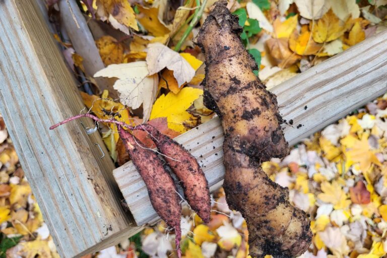 fall gardening