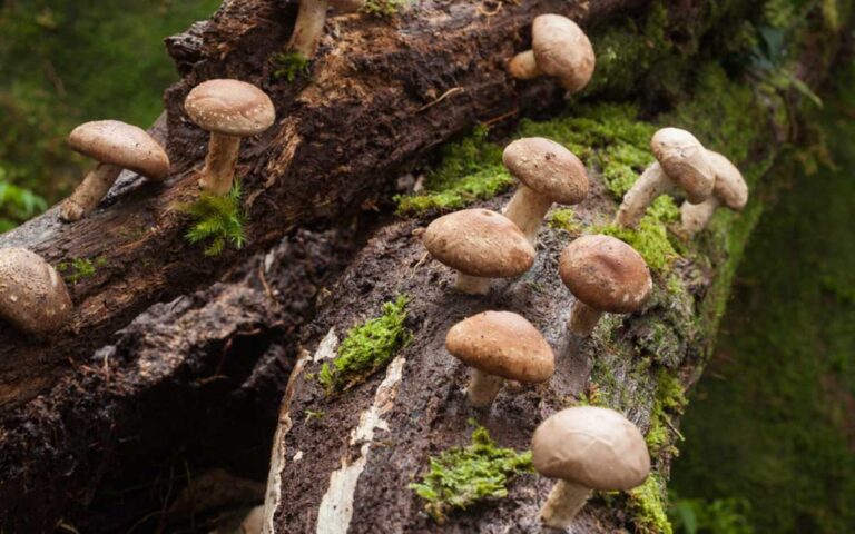 mushrooms