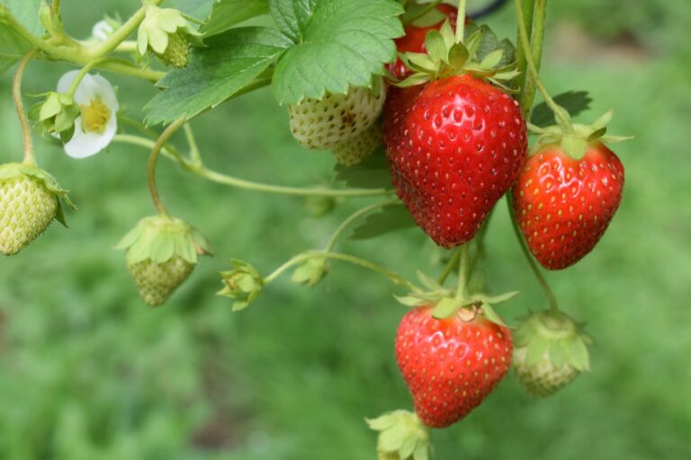 strawberries