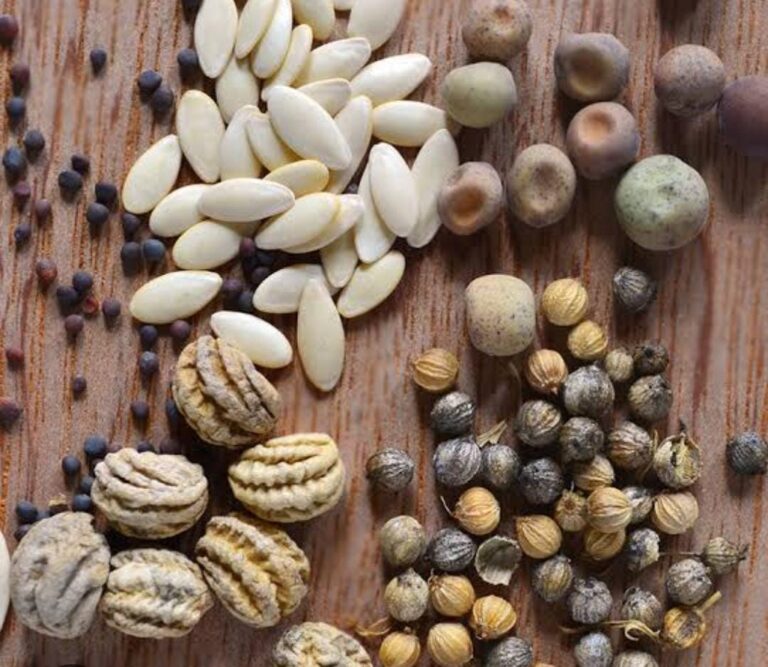 heirloom vs. GMO seeds