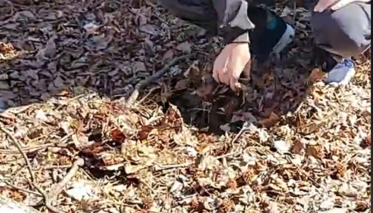 mulching