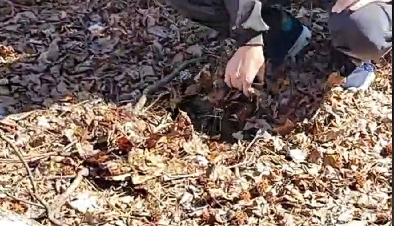 mulching