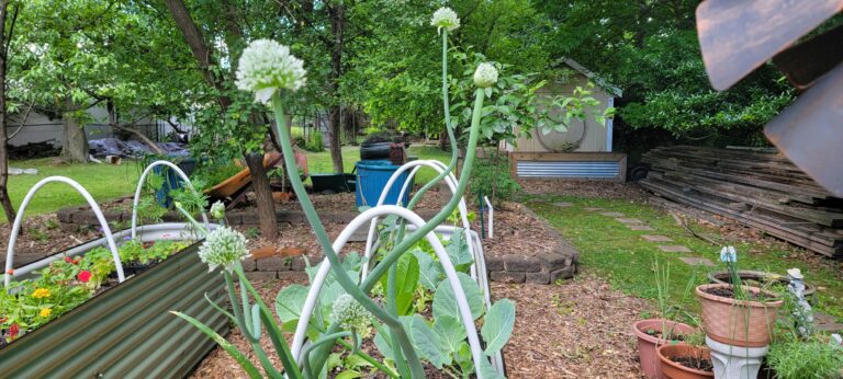 companion planting