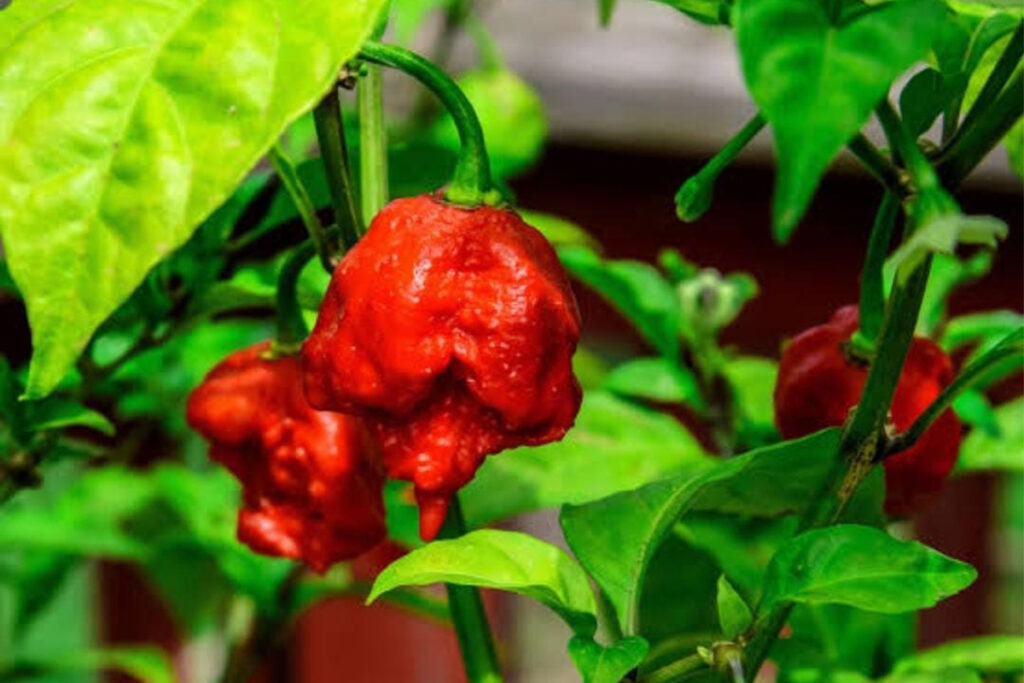 The Carolina Reaper: The Ultimate Guide to Understand the Heat Level ...