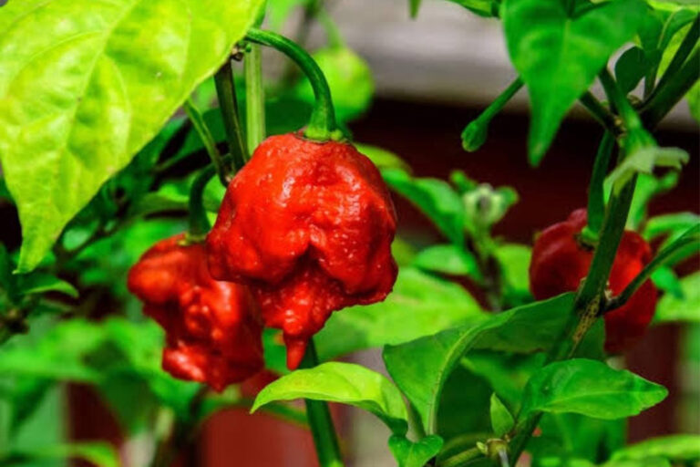 Carolina reaper