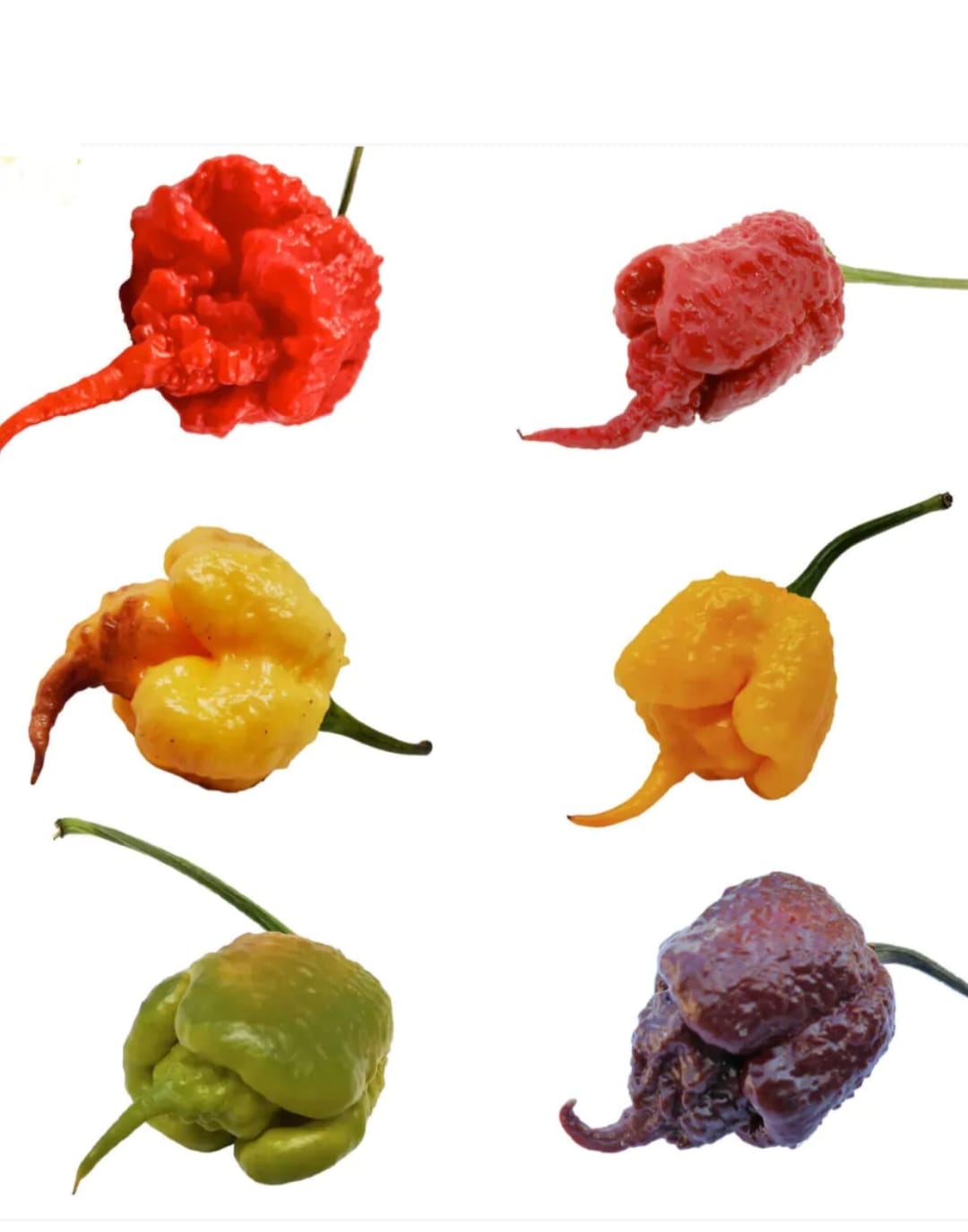 The Carolina Reaper: The Ultimate Guide to Understand the Heat Level ...