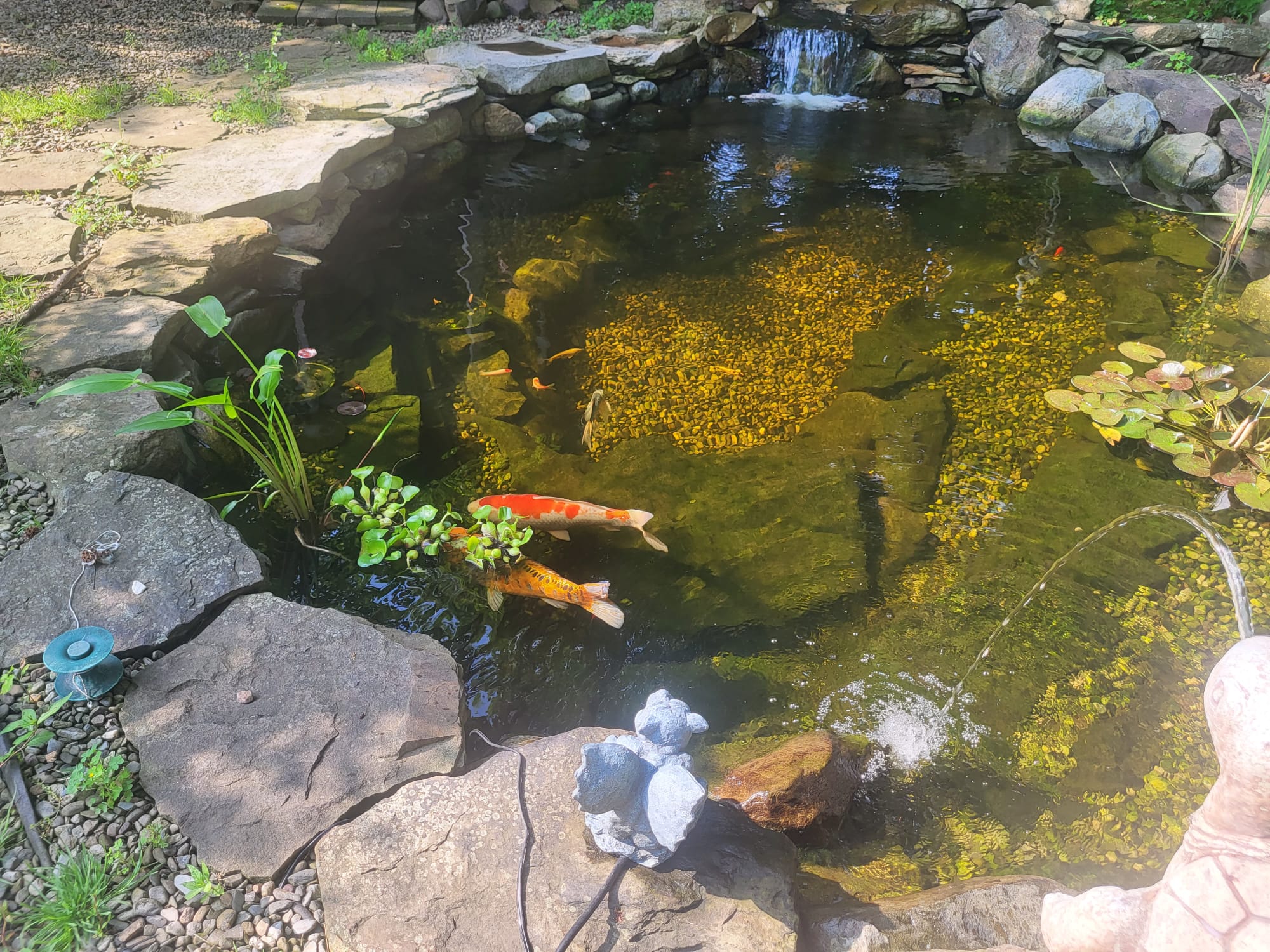 water gardening