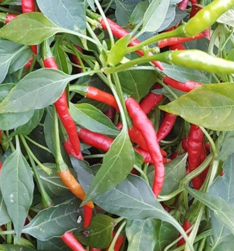 burning bush chili