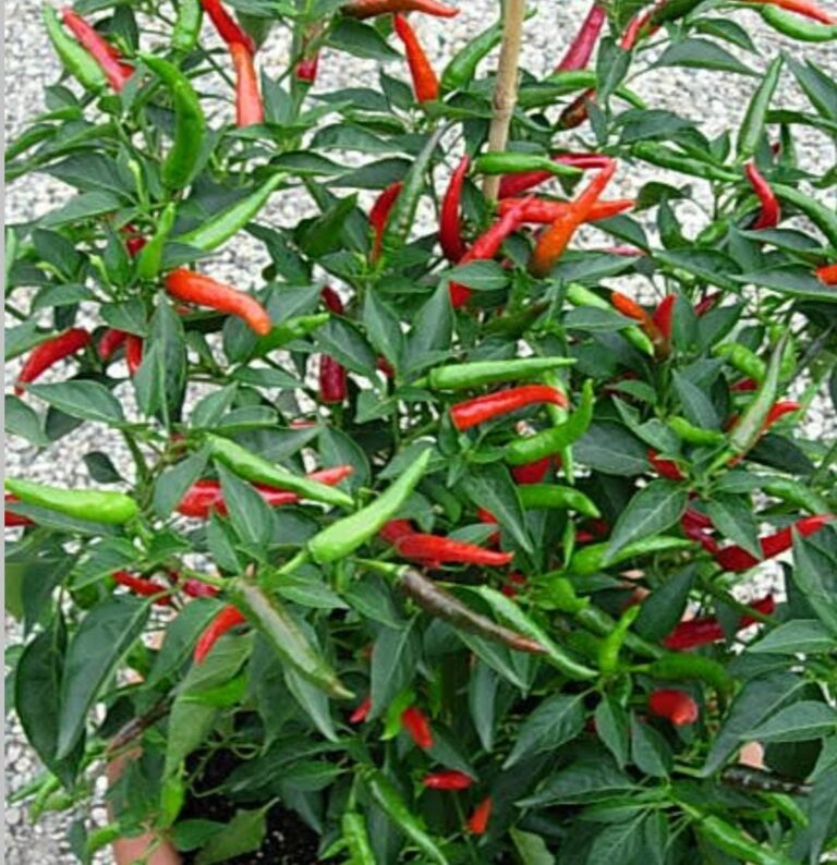 Thai pepper