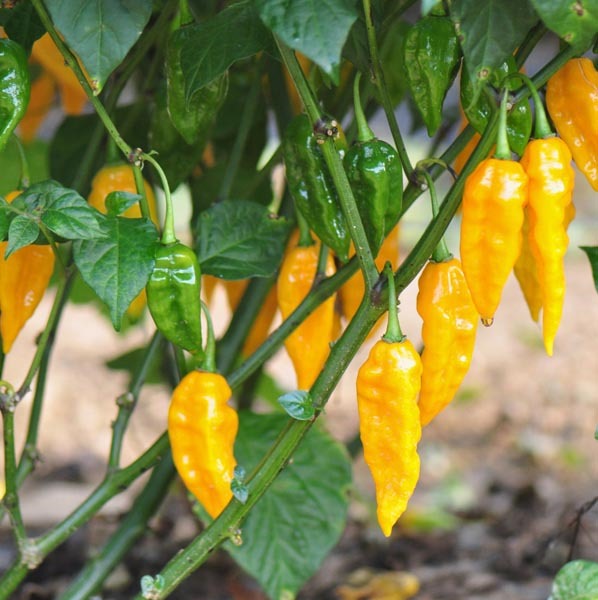 fatalii pepper