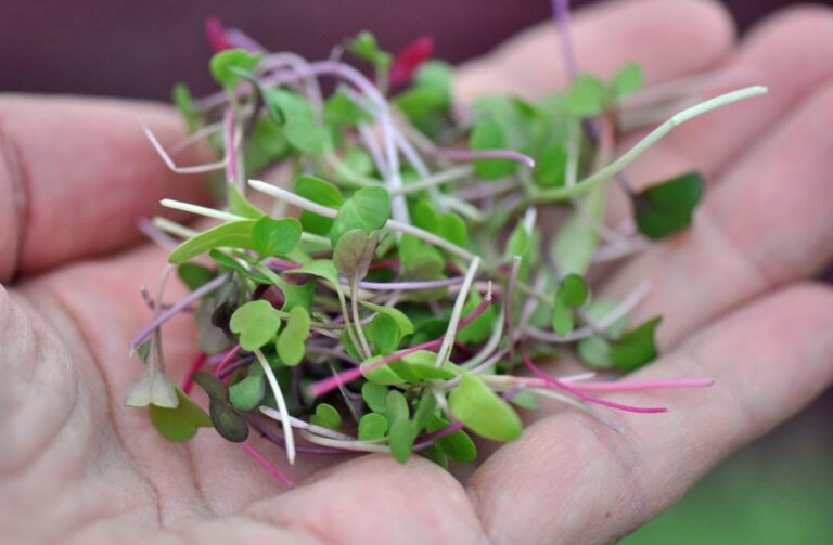 microgreens