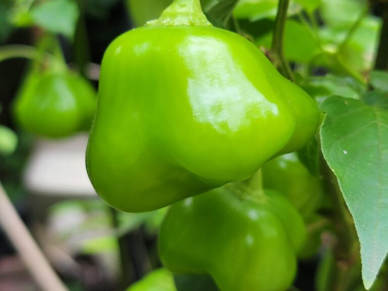 Mad Hatter Pepper: 1 Unique and Versatile Treasure in the Backyards