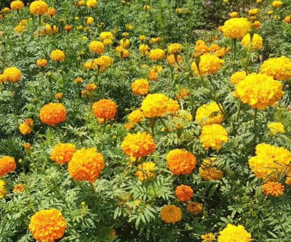 marigold flowers