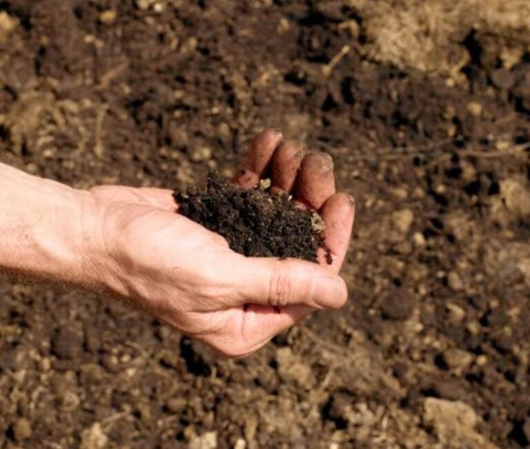 loamy soil