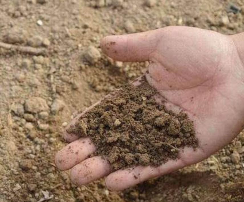 sandy soil