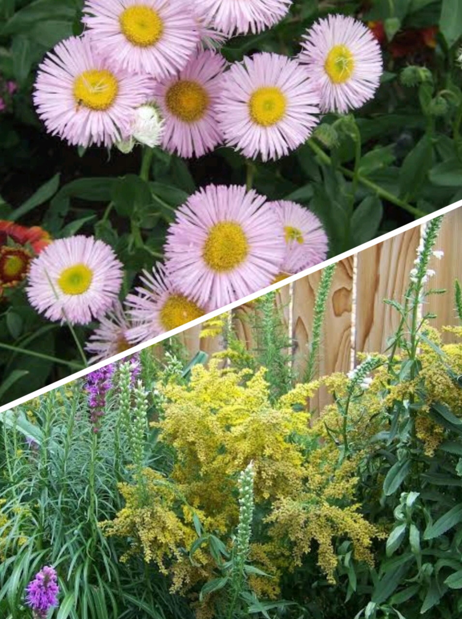 annual vs perennial