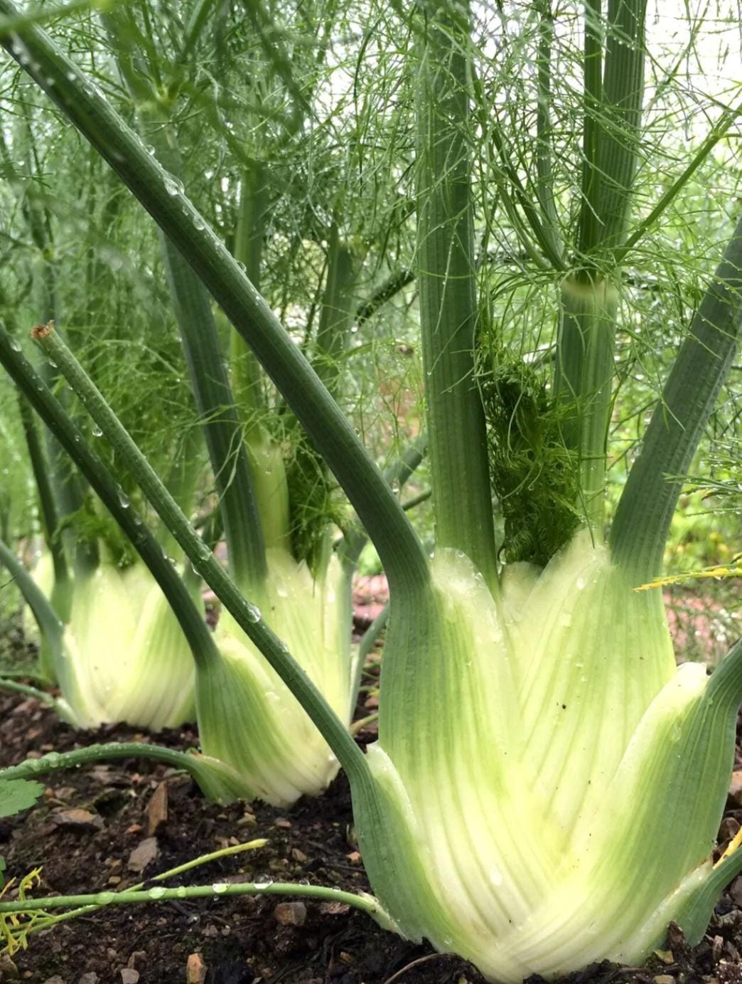 fennel