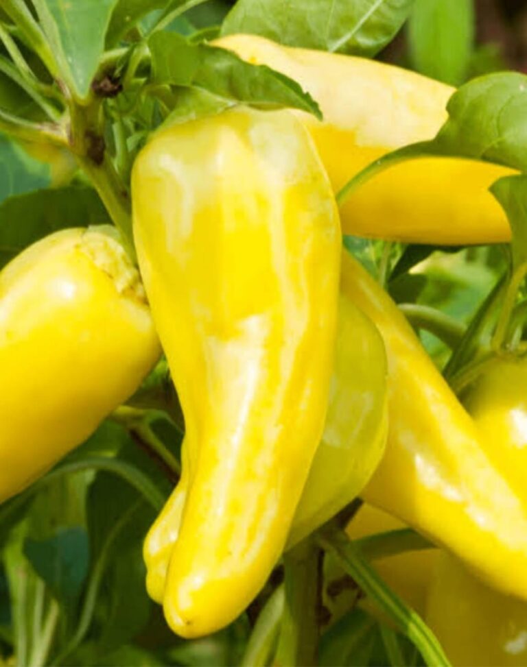 banana pepper
