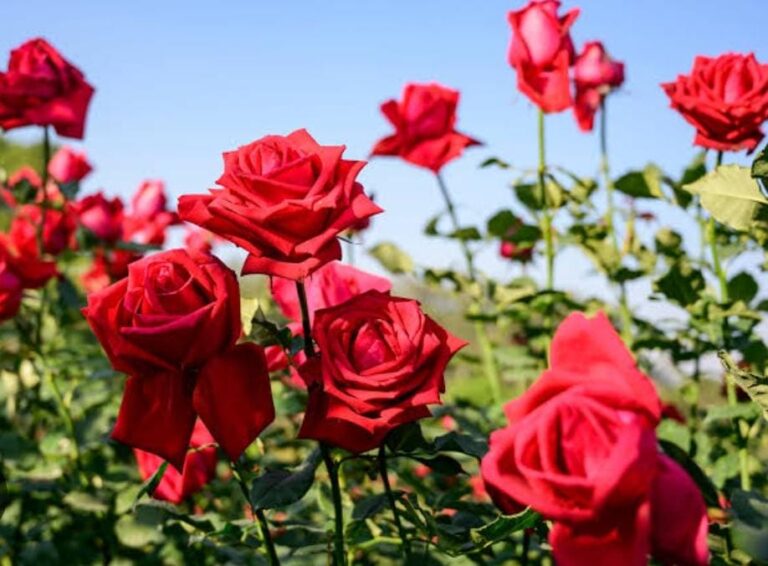 roses