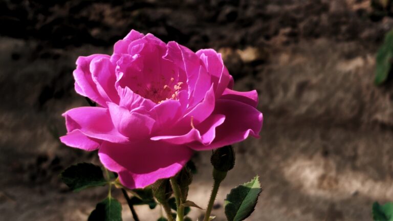 rose