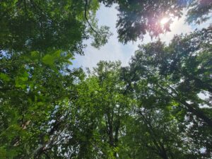 trees