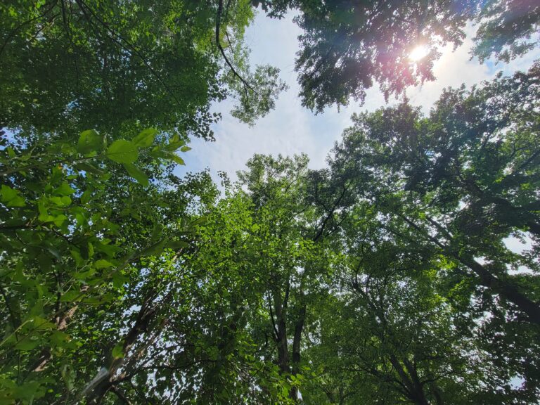 trees