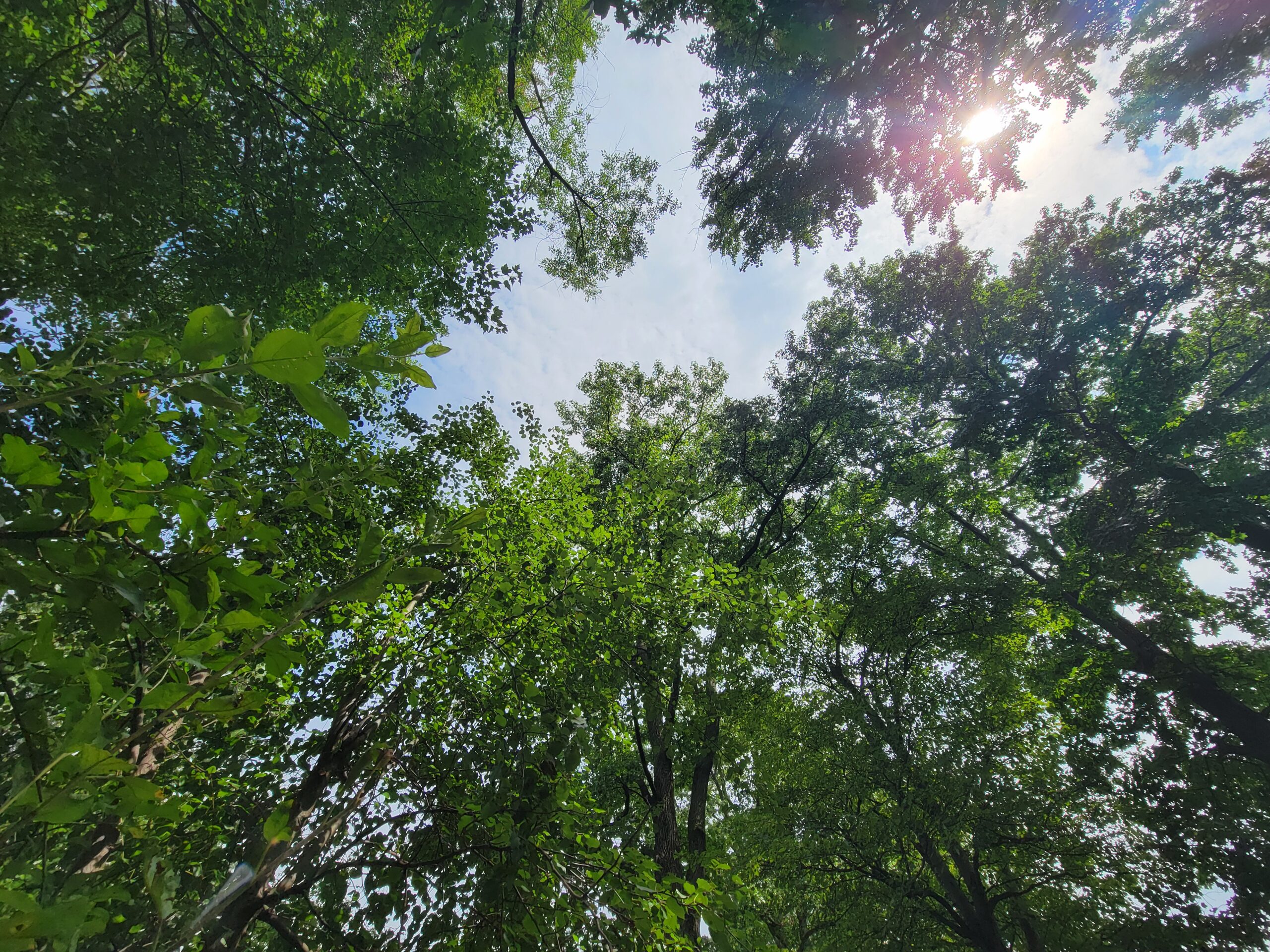 trees