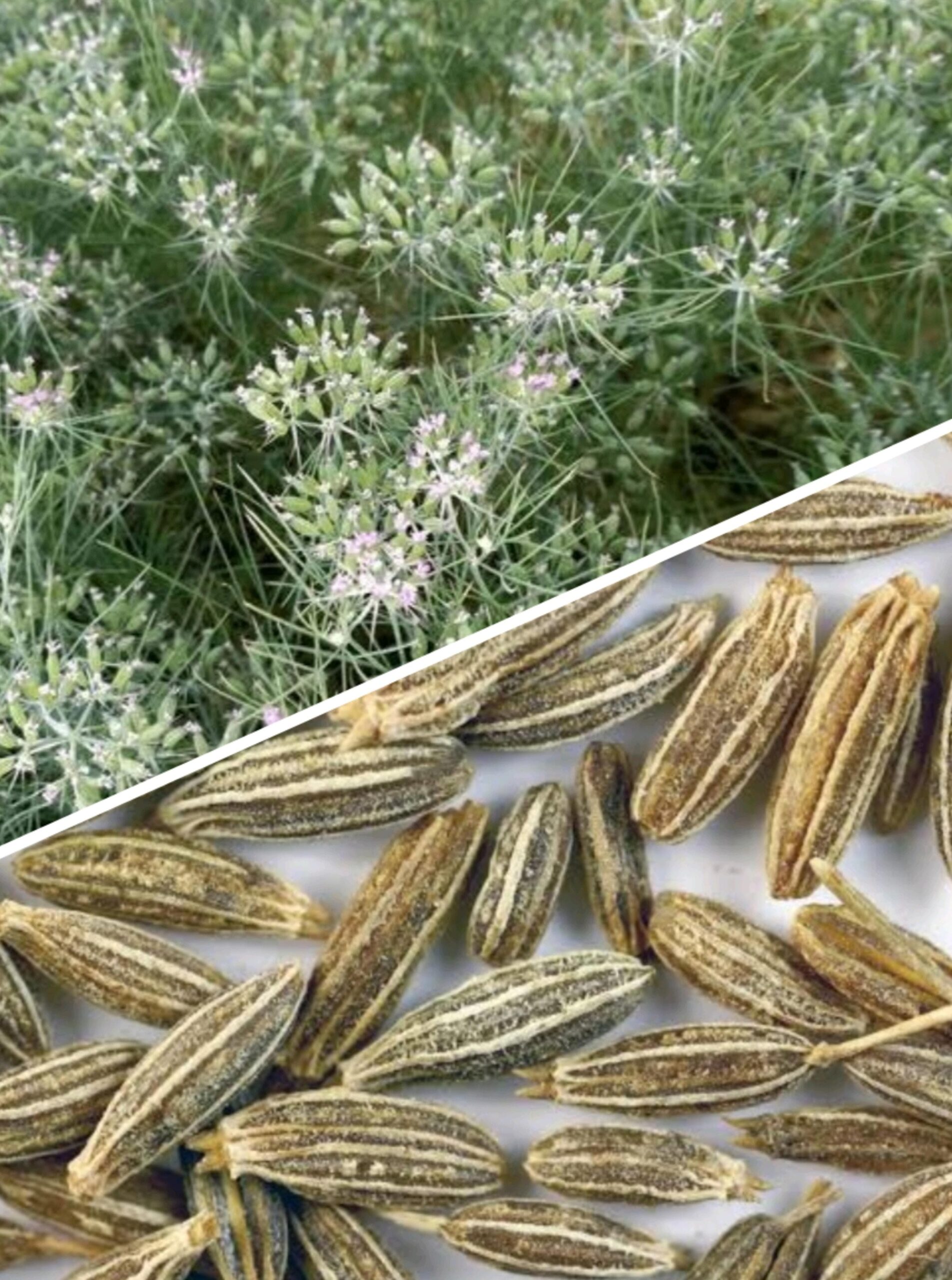 cumin seeds