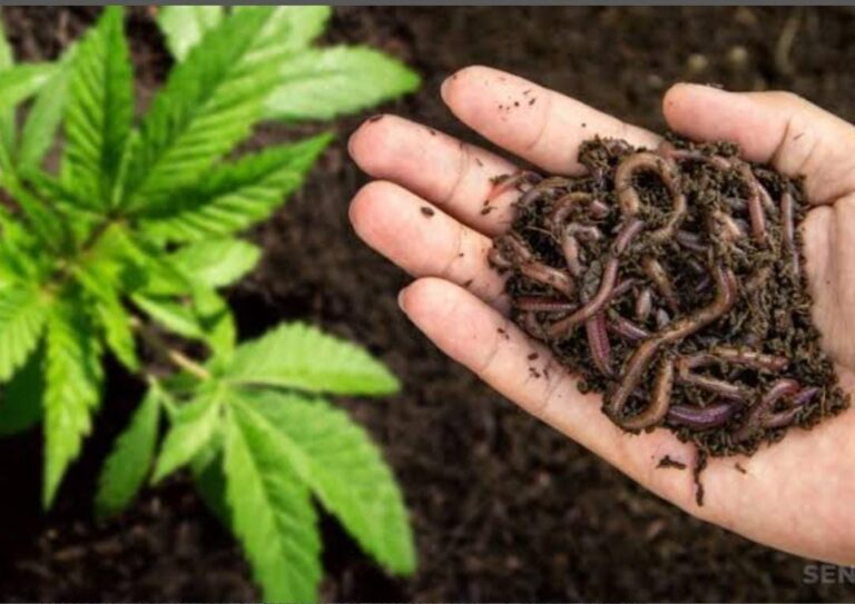 living soil