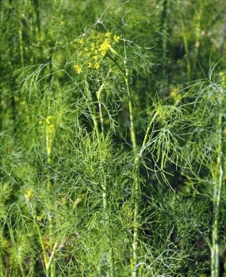dill