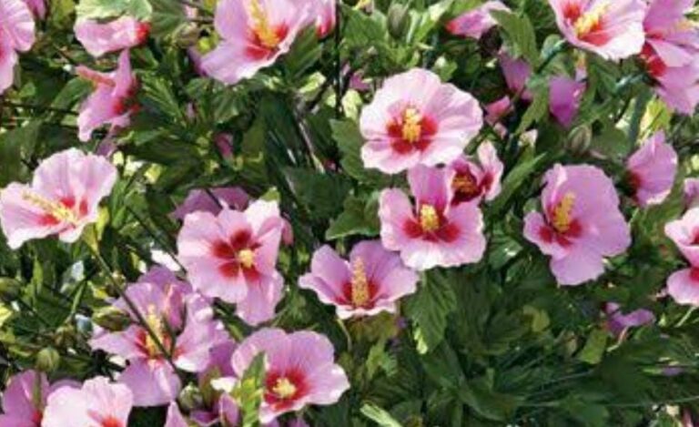 hibiscus