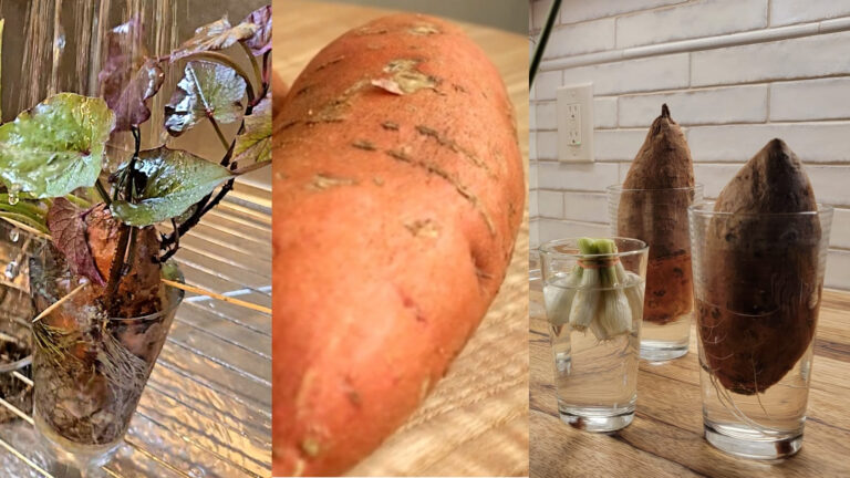 sweet potatoes