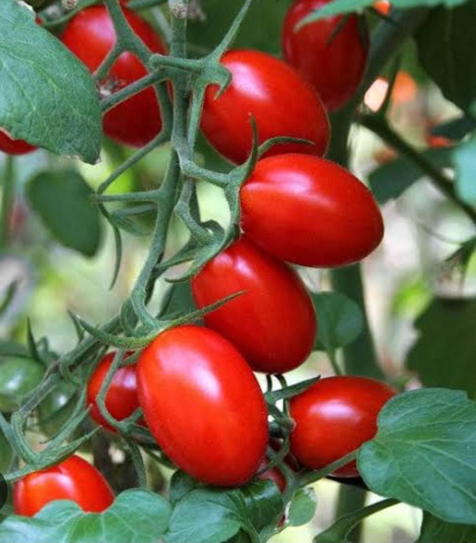 plum tomatoes