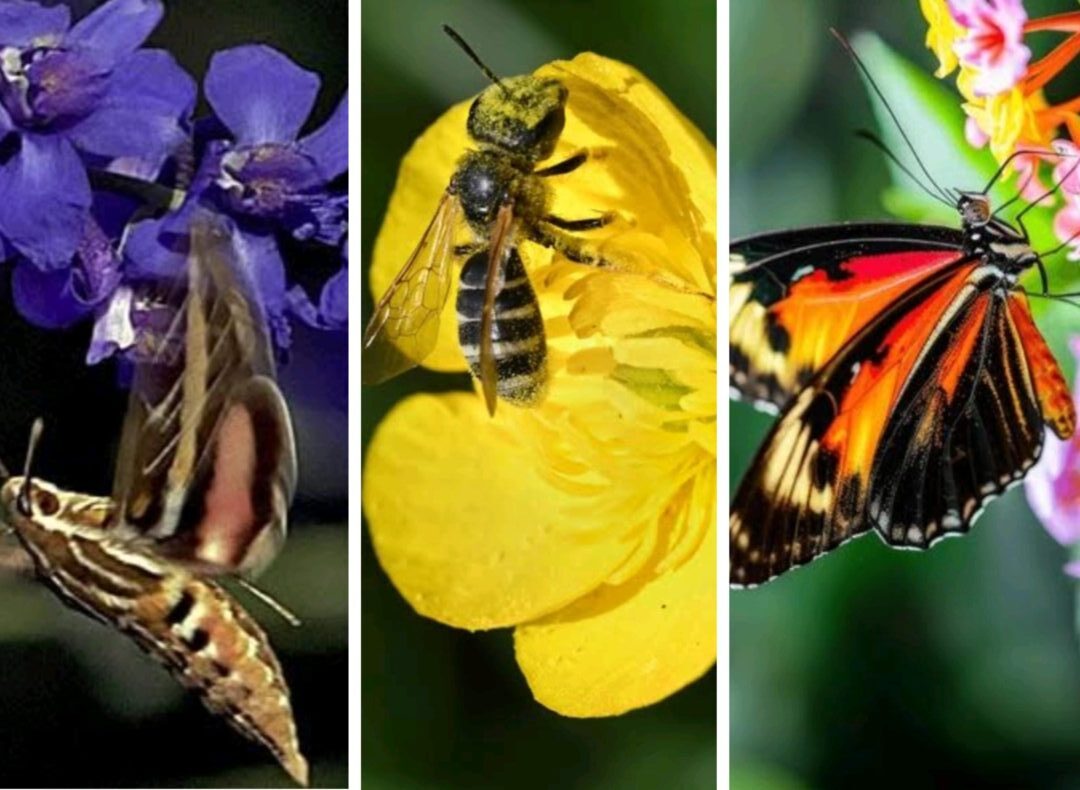 pollinator-friendly