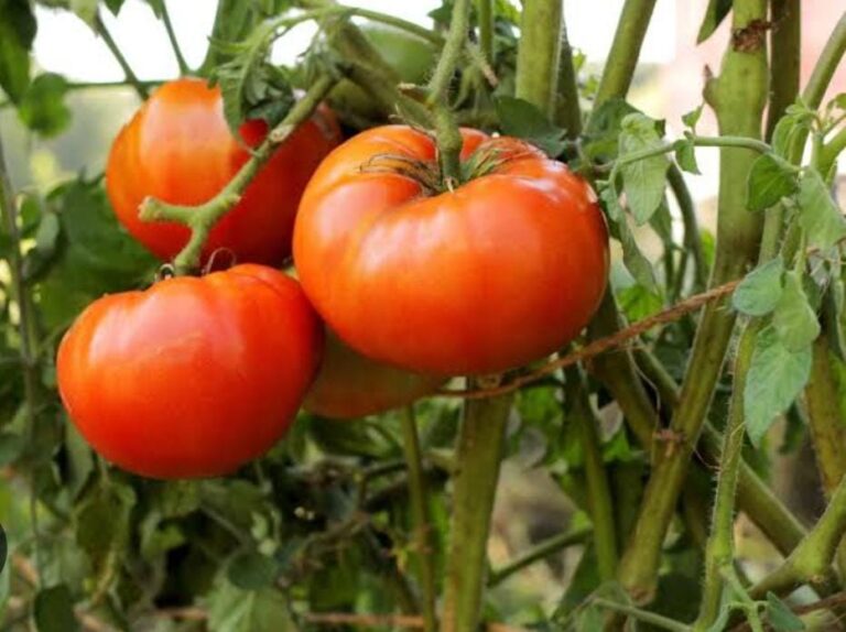 slicer tomatoes