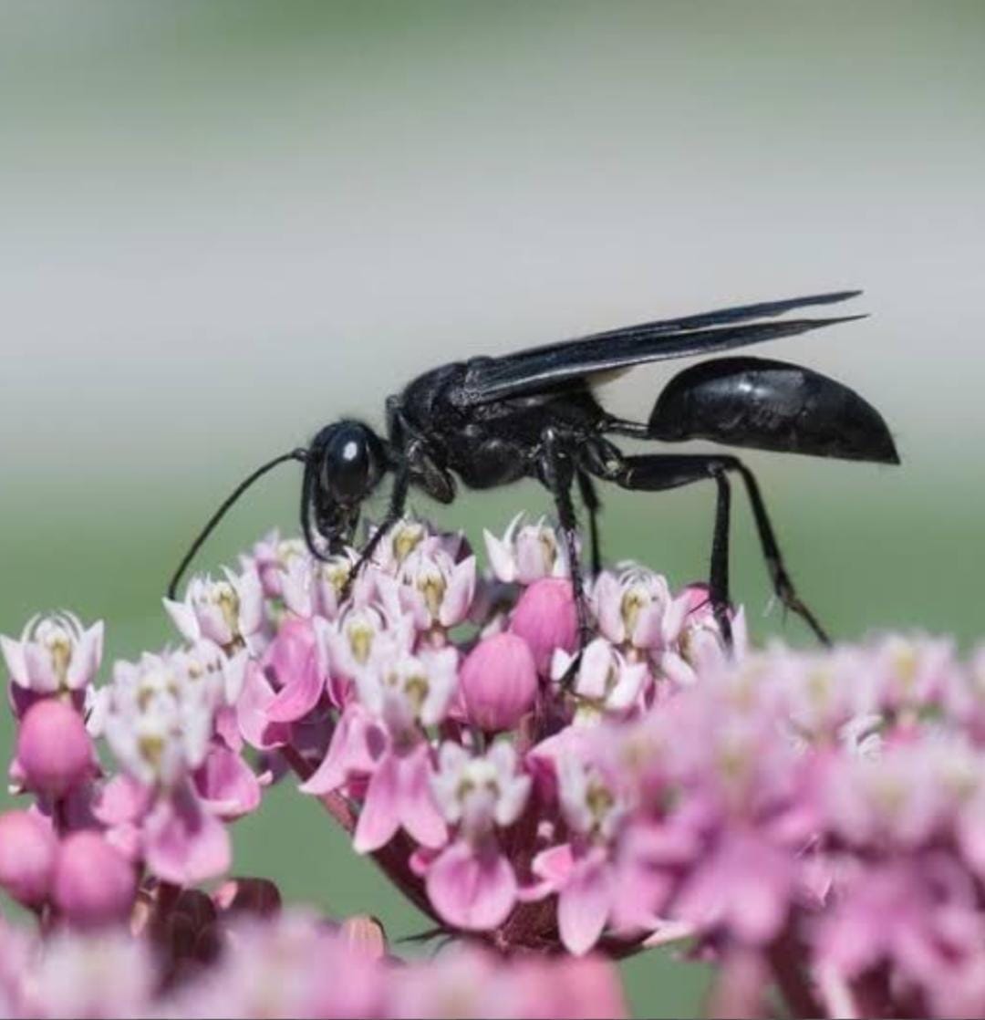 wasps