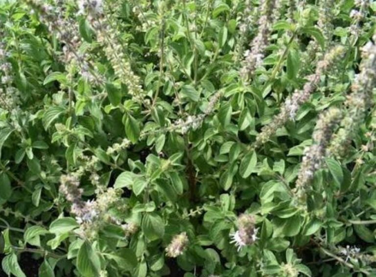camphor basil