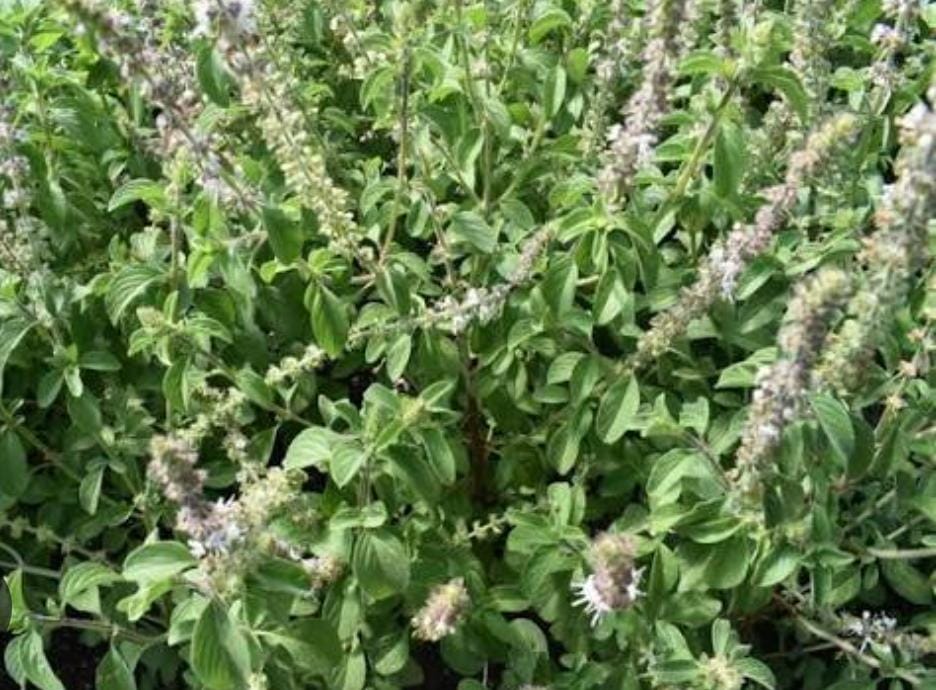 camphor basil
