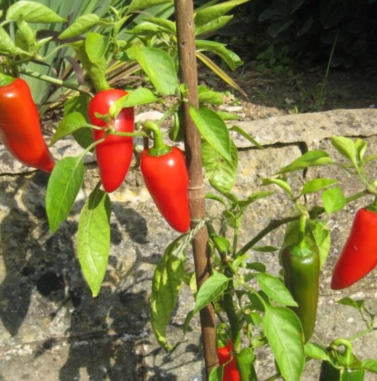fresno pepper
