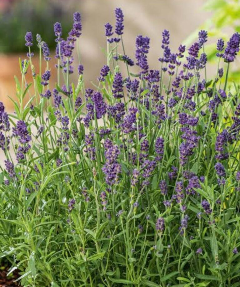 lavender