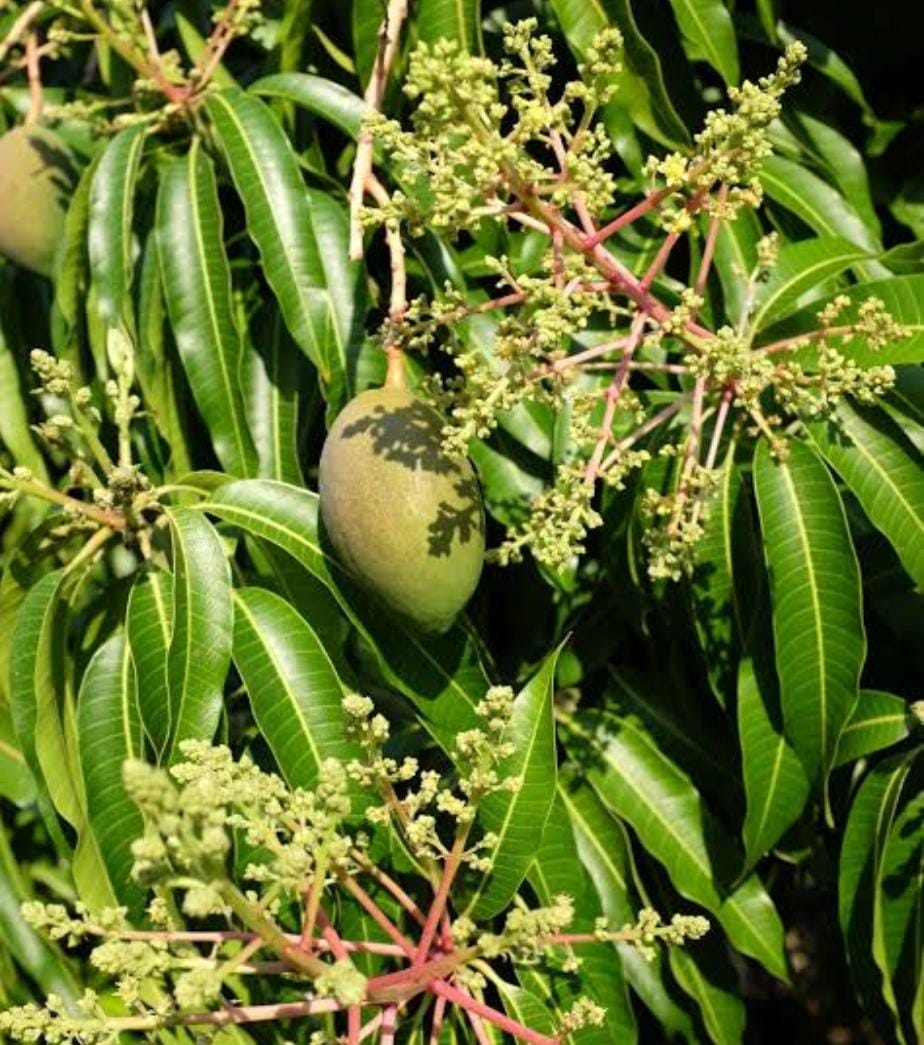 mangoes