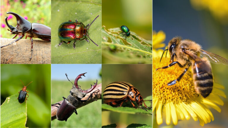 beetles